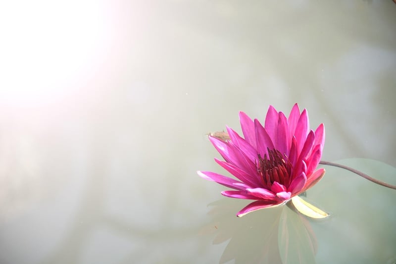 Lotus Pose Yoga Image
